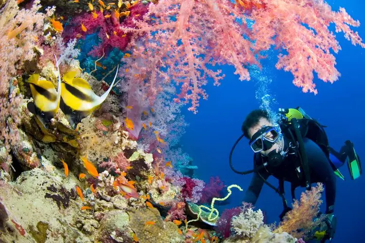 Exploring the Marvels of the Red Sea: A Jewel of Nature